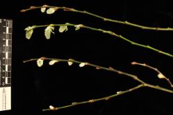 Salix caprea. Slender year-old branchlets with emerging female catkins.
 Image: D. Glenny © Landcare Research 2020 CC BY 4.0
